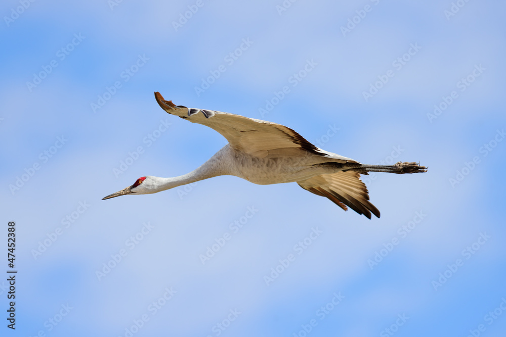 Obraz premium Flying cranes