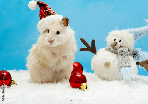 Dwarf hamster with christmas red hat