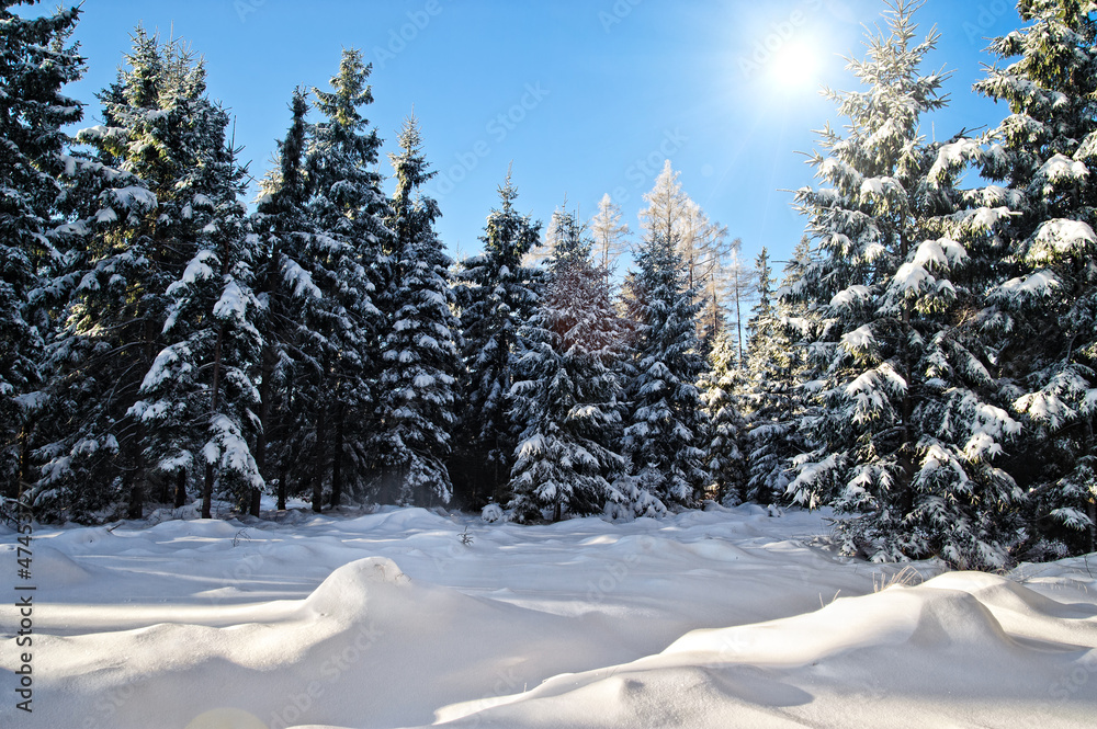 Winter Forest with Sun