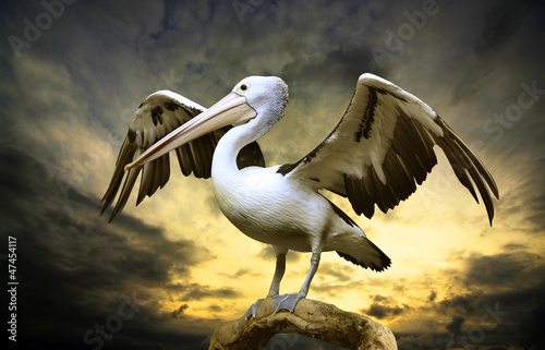 Fotografi Pelican