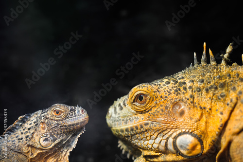 two lizard closeup