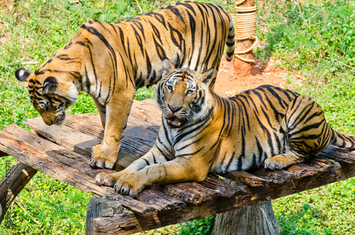 Fényképezés Portrait of Thai Tigger