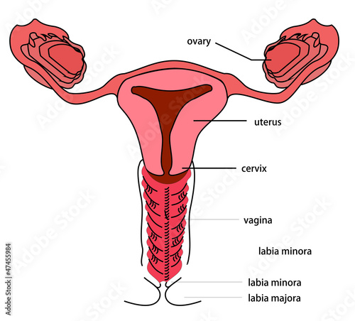 Female Reproductive System