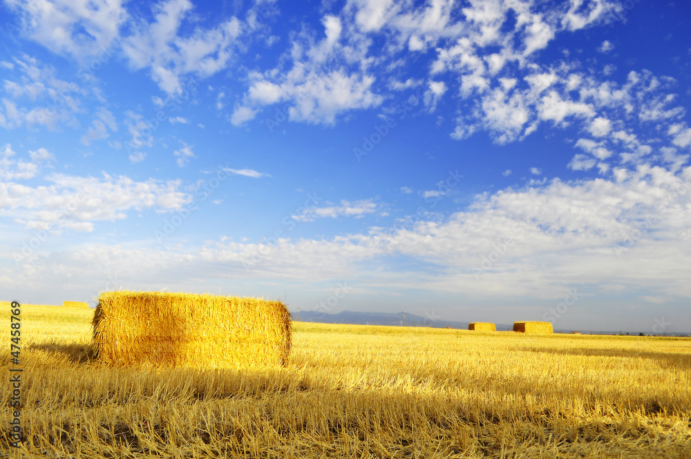 Fototapeta premium Campo di Grano
