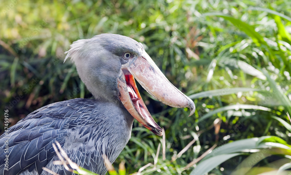 Obraz premium Shoebill, Whalehead