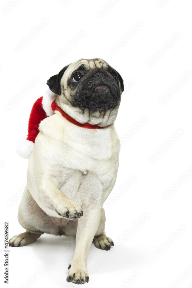 Adorable pug in a Christmas Santa hat