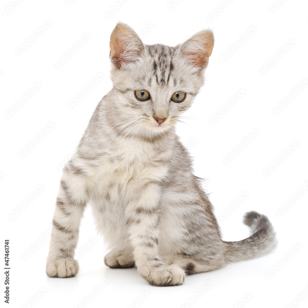 Fototapeta premium Kitten on a white background