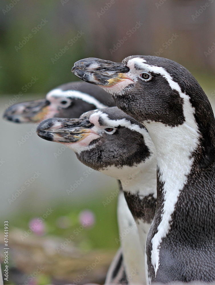Naklejka premium Drei Humboldtpinguine