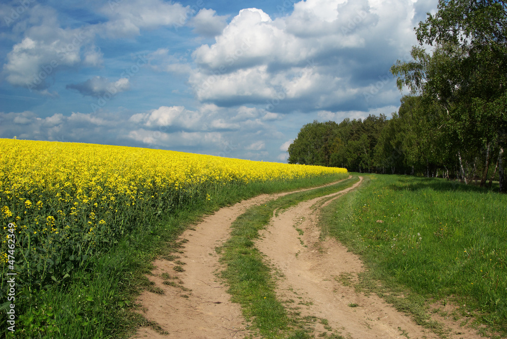 Dirt road between canola field and a birch grove