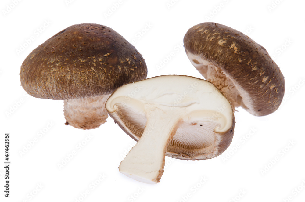 Fresh mushroom champignon