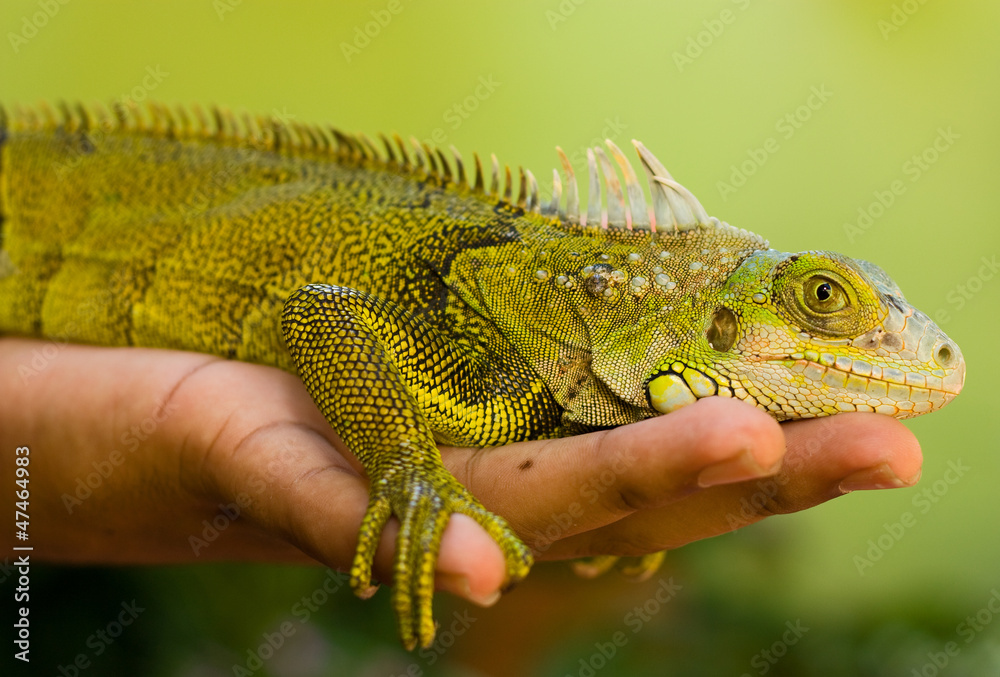 Fototapeta premium hand holding a green iguana.