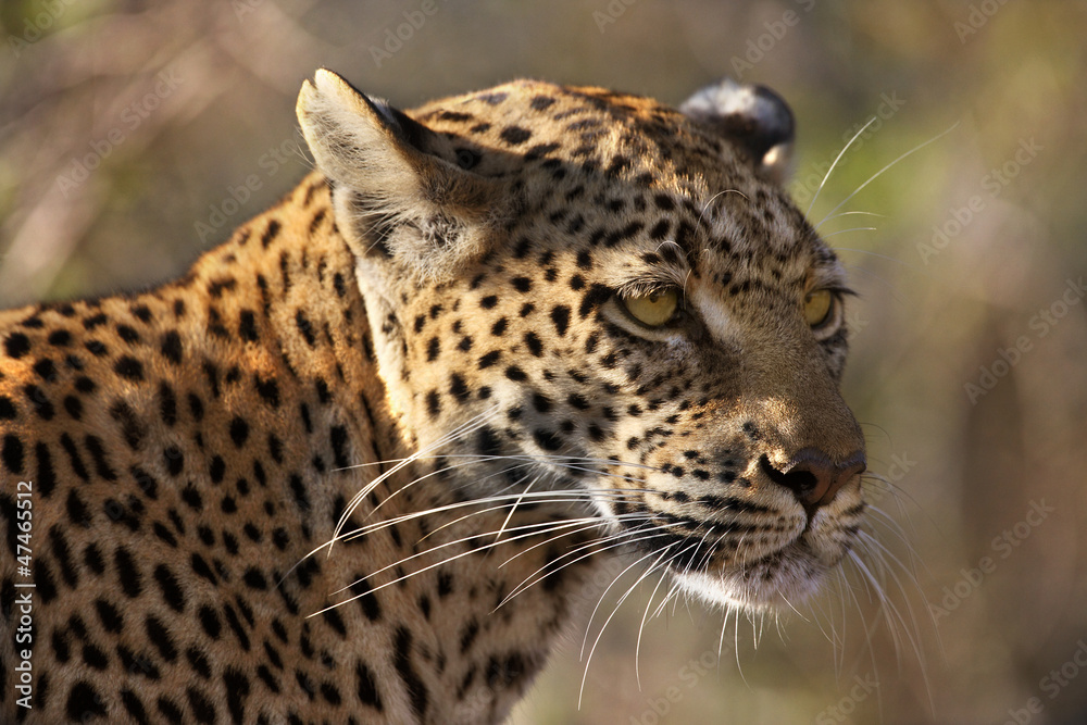 An adult female Leopard (Panthera pardus) Botswana An adult female Leopard (Panthera pardus) Botswana