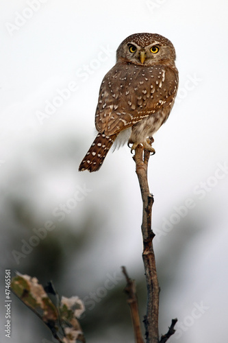 A Pearl-Spotted Owlet (Glaucidium perlatum) Botswana photo