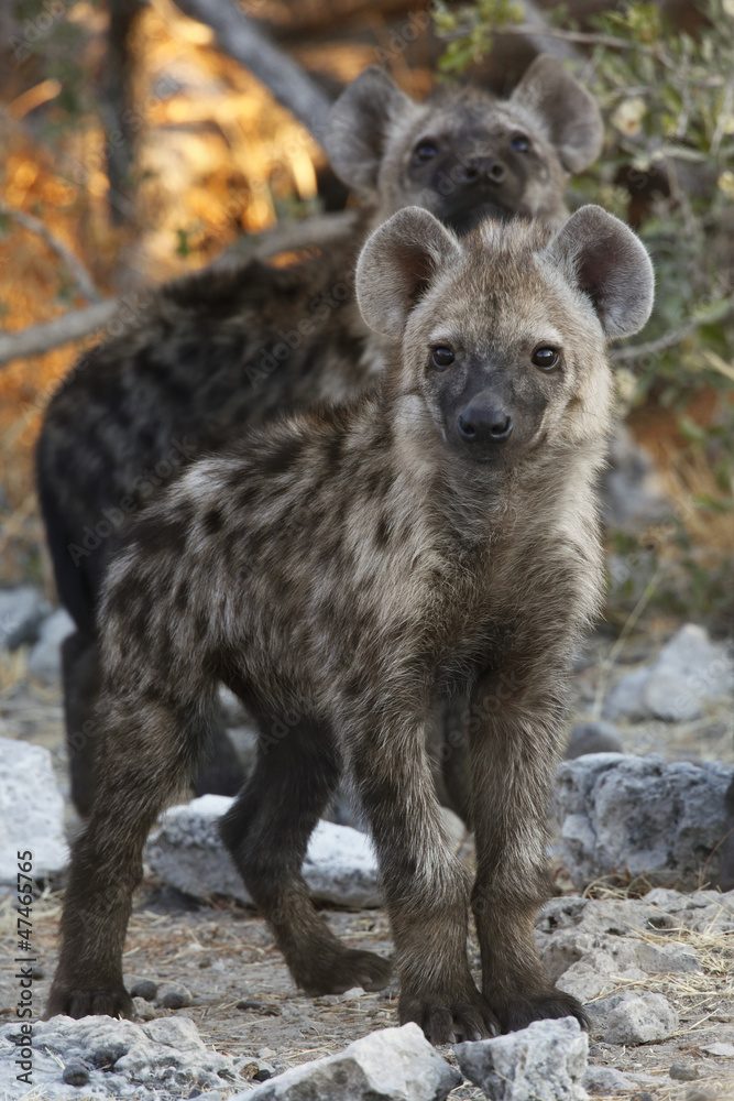 Spotted Hyena cubs in Etosha National Park in Namibia Spotted Hyena cubs in Etosha National Park in Namibia