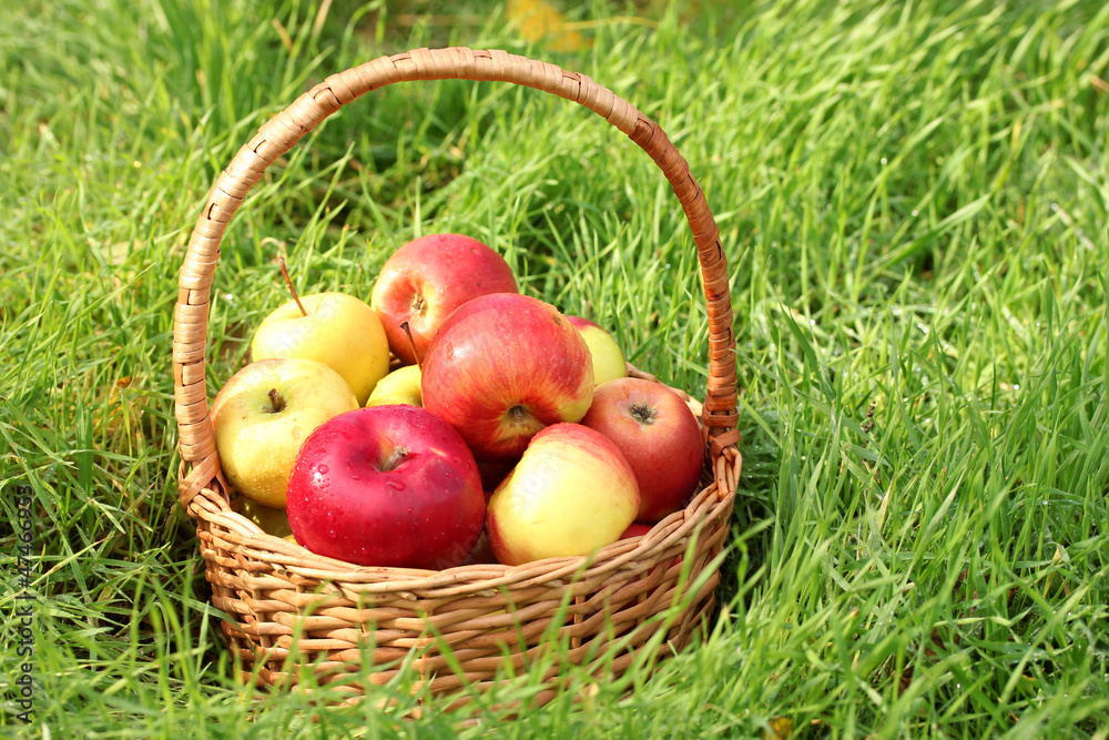 basket of fresh ripe apples in garden on green grass basket of fresh ripe apples in garden on green grass