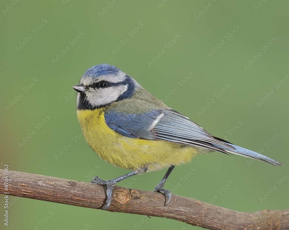 Naklejka premium Herrerillo común,cyanistes caeruleus