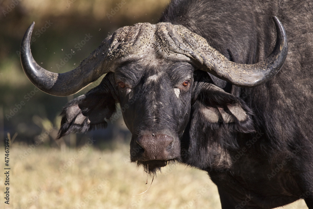 Buffalo - Okavango Delta - Botswana Buffalo - Okavango Delta - Botswana