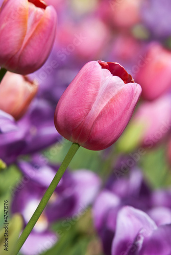 Spring tulips in pastel colors