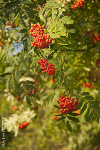 Pyracantha Firethorn Orange Berries in Switzerland