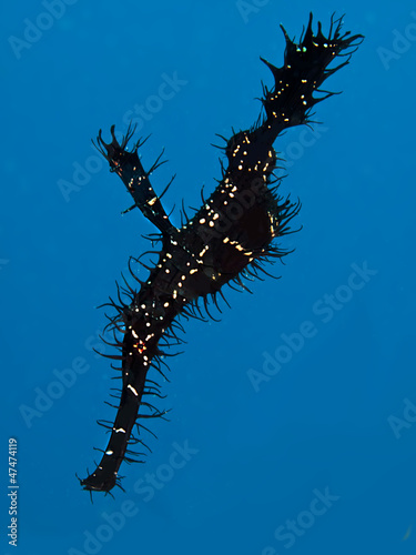 Ornate Ghost Pipefish (Solenostomus Paradoxis) photo