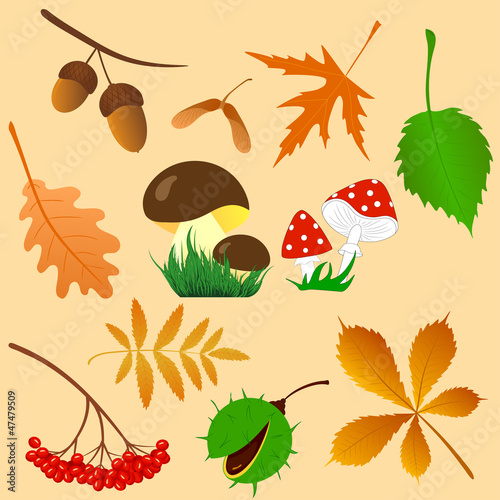 autumn leaves and mushrooms