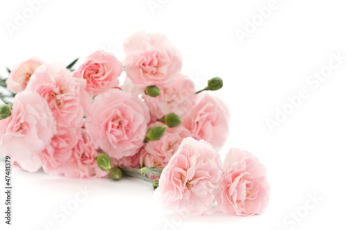 carnation flowers
