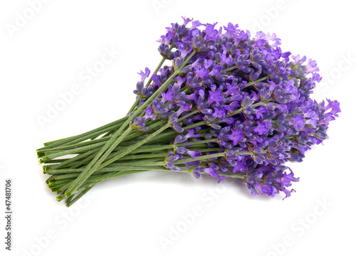 bunch of lavender isolated on white background