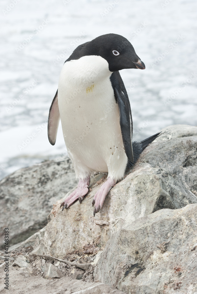 Naklejka premium Adelie penguin standing on a rock.