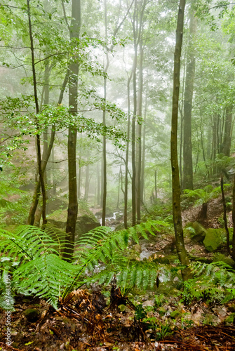 Photography Vegetation in Blue Mountains National Park, NSW, Australia