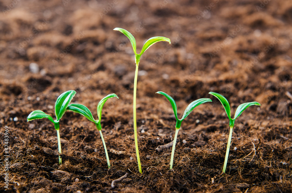 Green seedlings in new life concept Green seedlings in new life concept