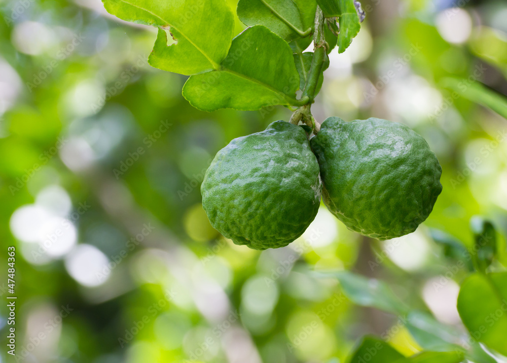 Fototapeta premium Leech lime or Bergamot