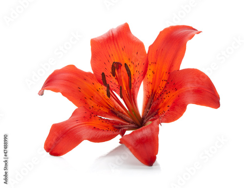 Red lily