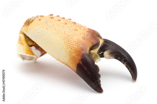 stone crab claw