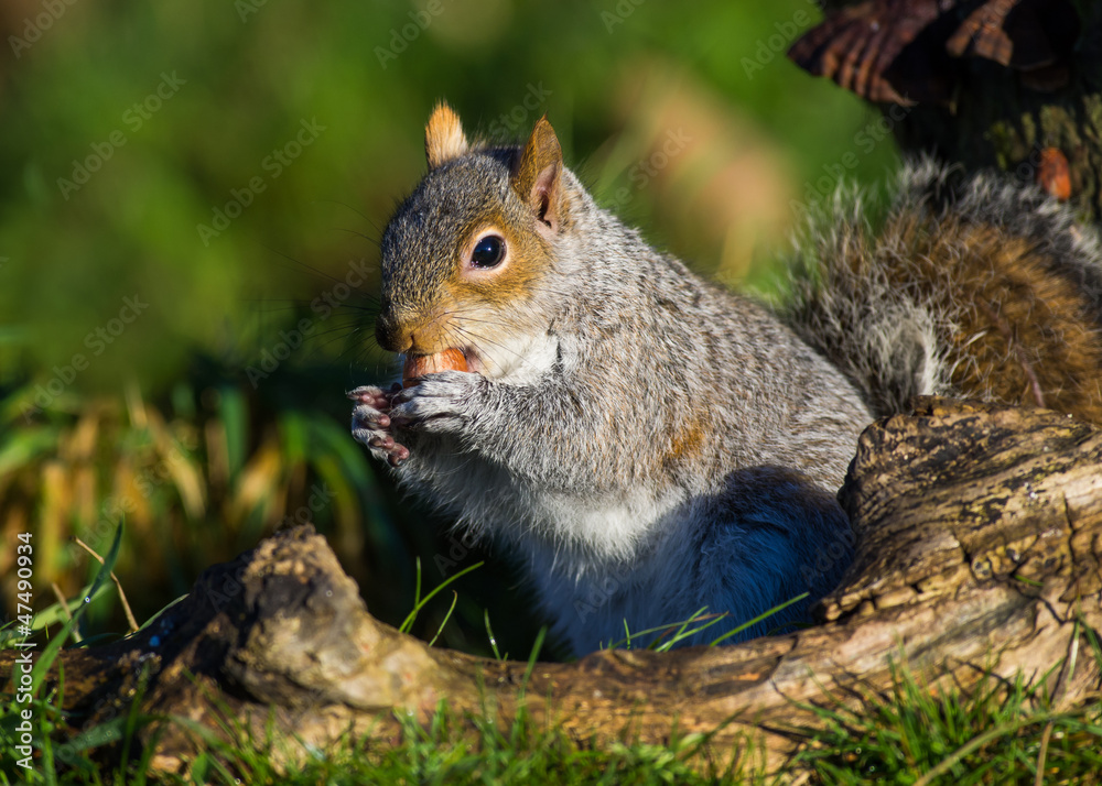 Grey Squirrel with hazelnut Grey Squirrel with hazelnut