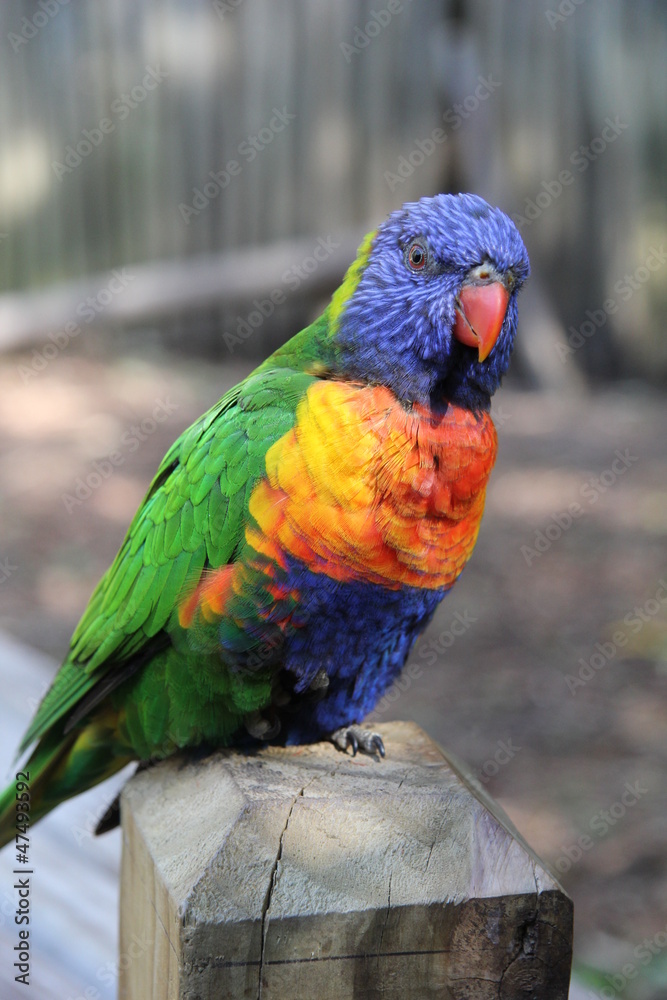 Naklejka premium Colorful Bird