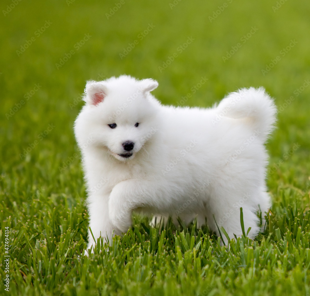 Samoyed dog Samoyed dog