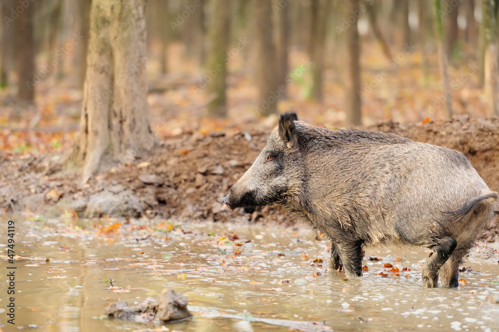 Wild boar in autumn forest