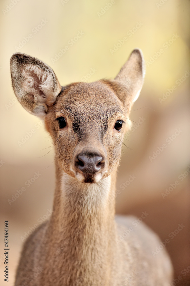 Fototapeta premium Deer in autumn forest