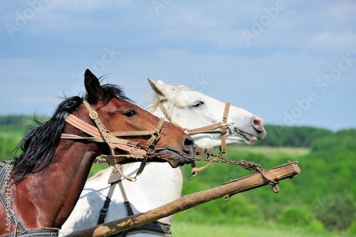 Horse in field photo