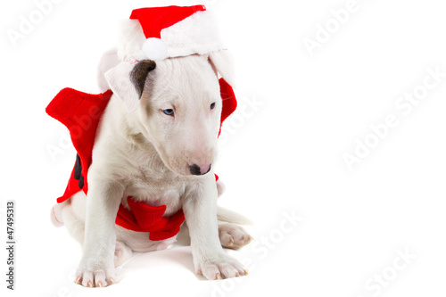 Adorable puppy in Santa costume isolated over white