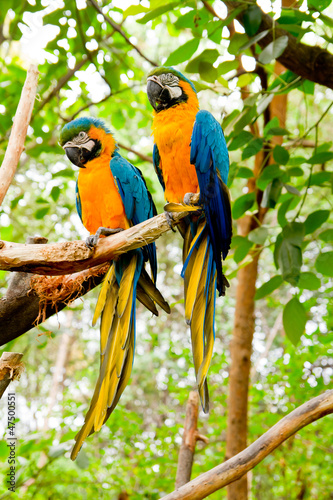 Blue-and-Yellow Macaw (Ara ararauna) photo