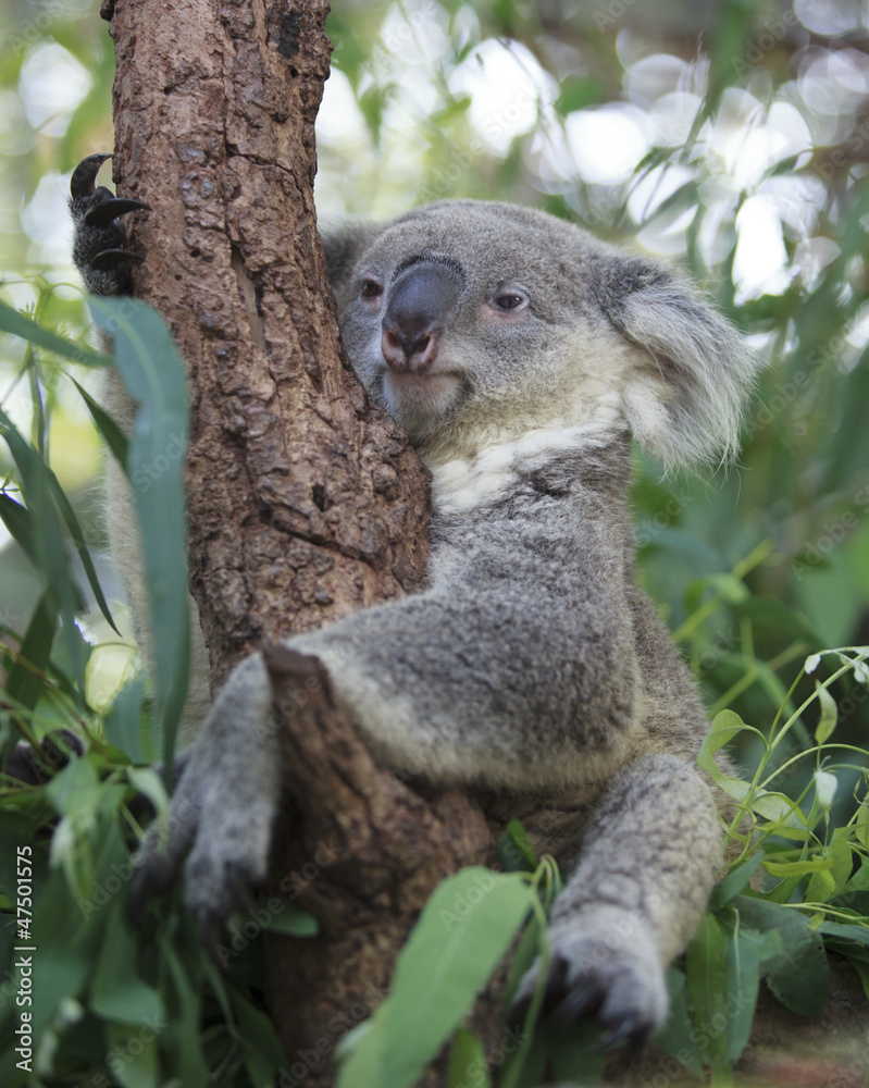 Obraz premium Curious koala