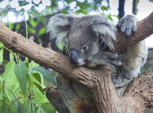 Photography Curious koala