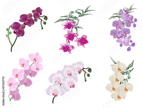 six color orchids inflorescences on white