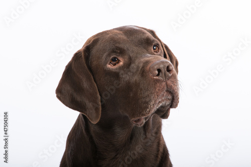 Hundekopf vor weissem Hintergrund