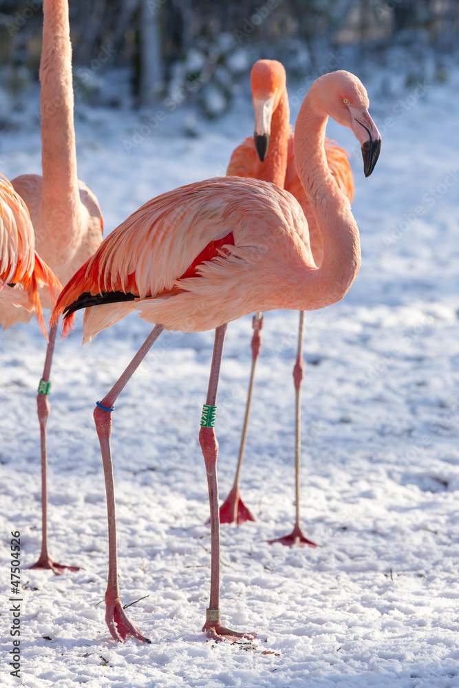 Fototapeta premium Flamingo in the snow
