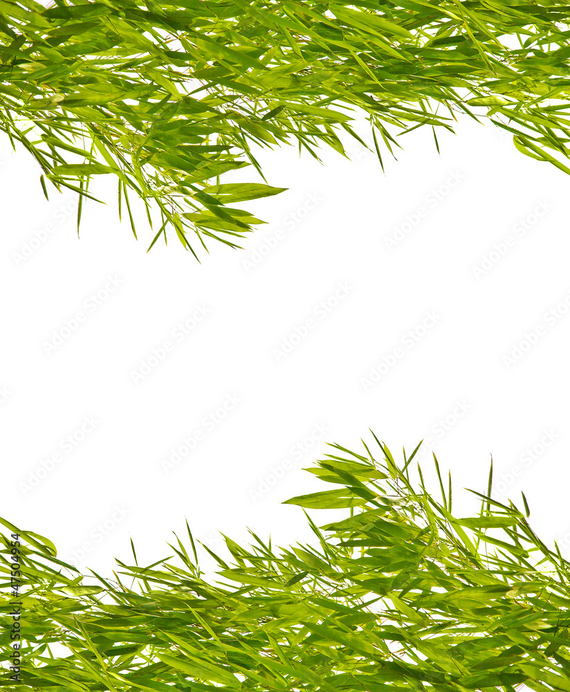 Fototapeta premium lush green bamboo foliage on white