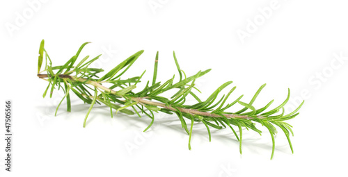 Twig of rosemary on a white