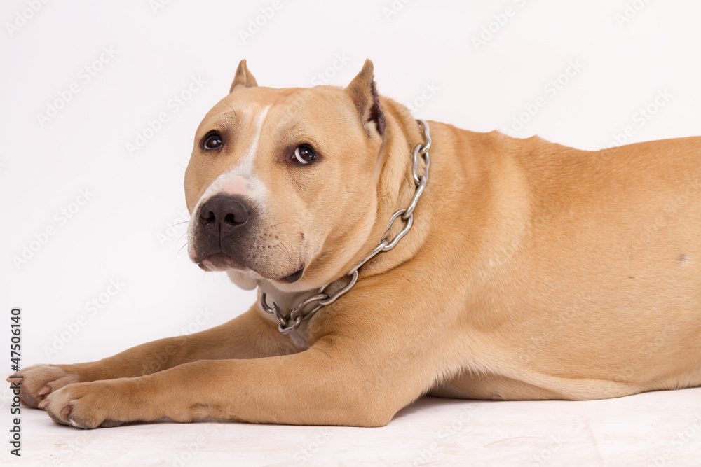 American Staffordshire Terrier American Staffordshire Terrier