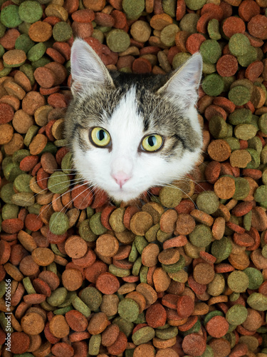 Fototapeta Naklejka Na Ścianę i Meble -  portrait of cute cat surrounded with dry food